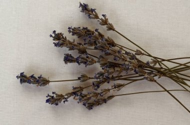 Beyaz arkaplan görünümünde kurumuş lavanta çiçekleri olan dallar