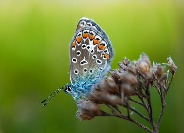 Polyommatus bellargus adı verilen kelebek