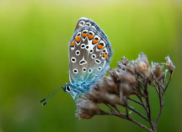 Mariposa llamada Polyommatus bellargus — Foto de Stock