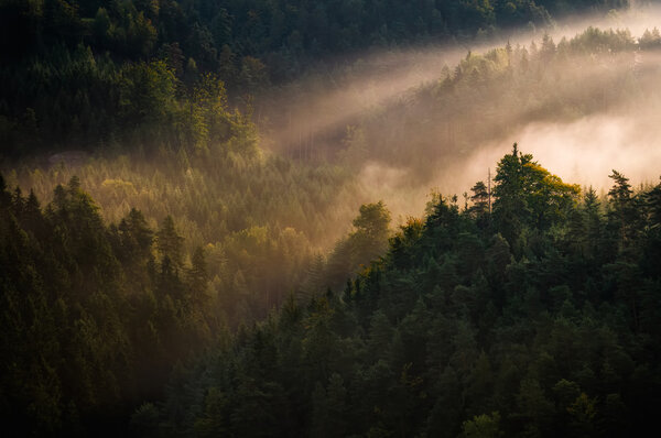 Bohemian Switzerland forest, Czech republic