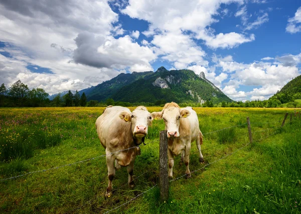 Idilliaco Bellissimo paesaggio nelle Alpi con mucche al pascolo in prati verdi freschi con fiori fioriti, campagna tipica e fattoria tra le montagne, Ettal e Oberammergau, Baviera, Germania — Foto Stock