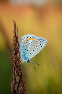 Polyommatus bellargus, mavi-Adonis Lycaenidae ailesindeki bir kelebek olduğunu. Güzel kelebek kök üzerinde oturuyor. Occurence Avrupa, Rusya ve Irak türlerin.