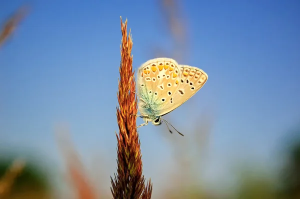 Polyommatus bellargus, μπλε Άδωνη, είναι μια πεταλούδα στην οικογένεια Lycaenidae. Όμορφη πεταλούδα κάθεται στο στέλεχος. Εντόπιση των ειδών στην Ευρώπη, τη Ρωσία και το Ιράκ. — Φωτογραφία Αρχείου