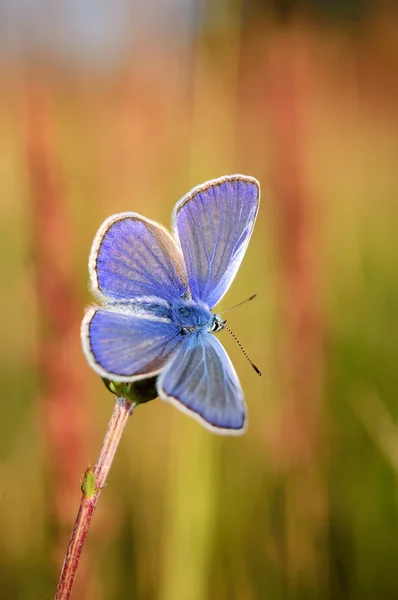 Ίκαρος Polyommatus, κοινή μπλε, είναι μια πεταλούδα στην οικογένεια Lycaenidae. Όμορφη πεταλούδα κάθεται στο λουλούδι. Εντόπιση των ειδών στην Ευρώπη, την Αμερική και την Ασία. — Φωτογραφία Αρχείου