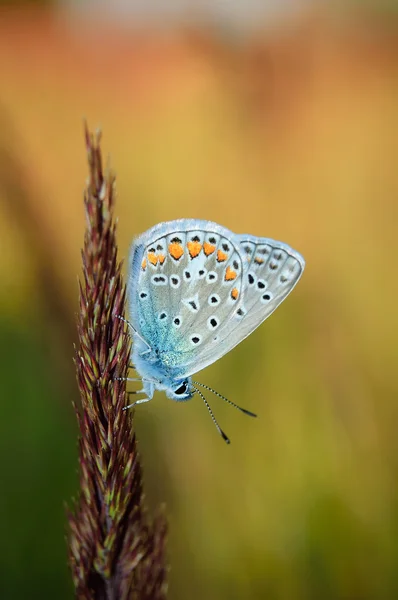 Polyommatus bellargus, Adonis Blue, es una mariposa de la familia Lycaenidae. Hermosa mariposa sentada en el tallo. Ocurrencia de especies en Europa, Rusia e Irak . — Foto de Stock