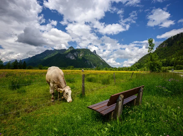 Idyllische mooi landschap in de Alpen met koeien grazen in verse groene weilanden met bloeiende bloemen, typisch landschap en boerderij tussen bergen, Ettal en Oberammergau, Beieren, Duitsland — Stockfoto