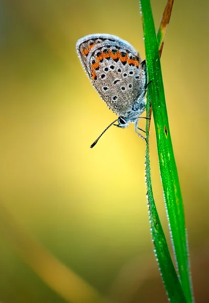 Ίκαρος Polyommatus, κοινή μπλε, είναι μια πεταλούδα στην οικογένεια Lycaenidae. Όμορφη πεταλούδα κάθεται στο λουλούδι. Εντόπιση των ειδών στην Ευρώπη, την Αμερική και την Ασία. — Φωτογραφία Αρχείου