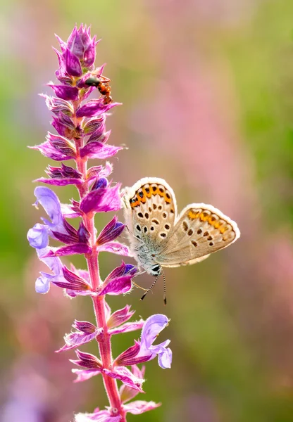 Plebejus idas es una mariposa de la familia Lycaenidae. Hermosa mariposa sentada en flor. Ocurrencia de especies en Europa, América y Asia . — Foto de Stock