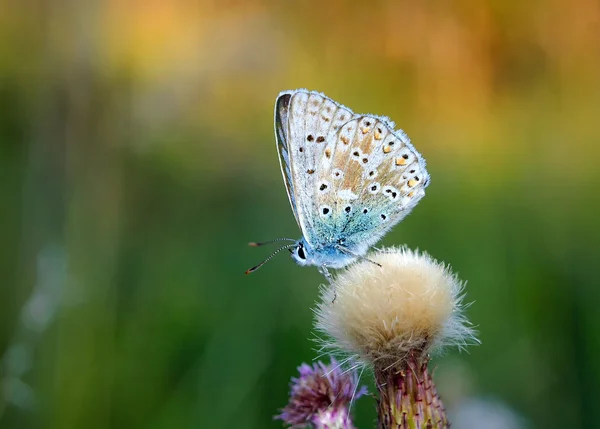 Polyommatus bellargus, μπλε Άδωνη, είναι μια πεταλούδα στην οικογένεια Lycaenidae. Όμορφη πεταλούδα κάθεται στο λουλούδι. Εντόπιση των ειδών στην Ευρώπη, τη Ρωσία και το Ιράκ. — Φωτογραφία Αρχείου