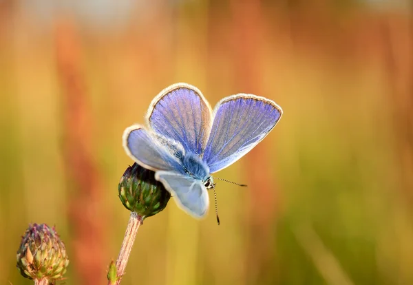 Polyommatus Icarus es una mariposa de la familia Lycaenidae. Hermosa mariposa sentada en flor. Ocurrencia de especies en Europa, América y Asia . — Foto de Stock
