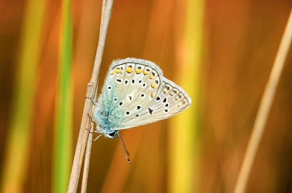 Polyommatus bellargus, μπλε Άδωνη, είναι μια πεταλούδα στην οικογένεια Lycaenidae. Όμορφη πεταλούδα κάθεται στο στέλεχος. Εντόπιση των ειδών στην Ευρώπη, τη Ρωσία και το Ιράκ. — Φωτογραφία Αρχείου