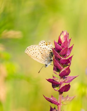 Polyommatus Icarus, ortak mavi kelebek Lycaenidae ailesindeki olduğunu. Güzel kelebek çiçek üzerinde oturuyor. Avrupa, Amerika ve Asya türlerin Occurence.