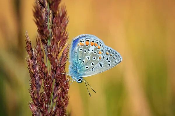 Polyommatus bellargus, Adonis Blue, es una mariposa de la familia Lycaenidae. Hermosa mariposa sentada en el tallo. Ocurrencia de especies en Europa, Rusia e Irak . — Foto de Stock