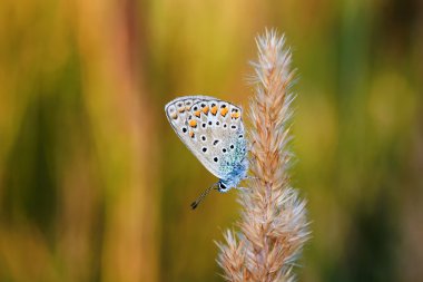 Polyommatus bellargus, Lycaenidae familyasından bir kelebek. Güzel kelebek kök üzerinde oturan.