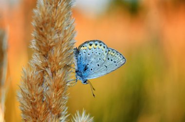 Polyommatus bellargus, Lycaenidae familyasından bir kelebek. Güzel kelebek kök üzerinde oturan.