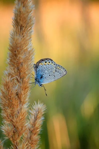 Polyommatus bellargus, Adonis Blue, es una mariposa de la familia Lycaenidae. Hermosa mariposa sentada en el tallo . — Foto de Stock