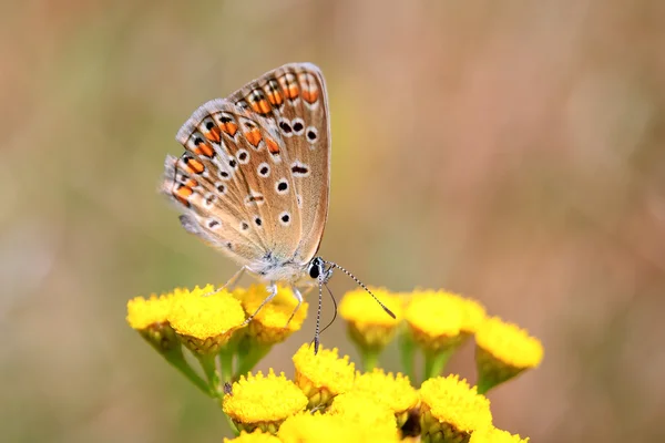 Adonis Blue – motyl w rodzinie Lycaenidae. Piękny motyl siedzi na łodydze. — Zdjęcie stockowe