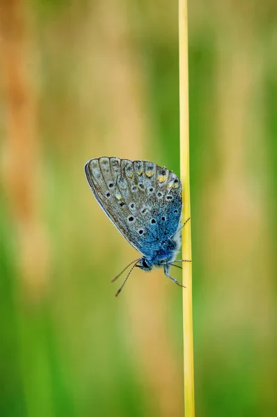 Είναι μια πεταλούδα στην οικογένεια Lycaenidae. Όμορφη πεταλούδα κάθεται σε λουλούδι. — Φωτογραφία Αρχείου