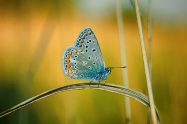 Polyommatus Icarus, ortak mavi kelebek Lycaenidae ailesindeki olduğunu. Güzel kelebek çiçek üzerinde oturan.