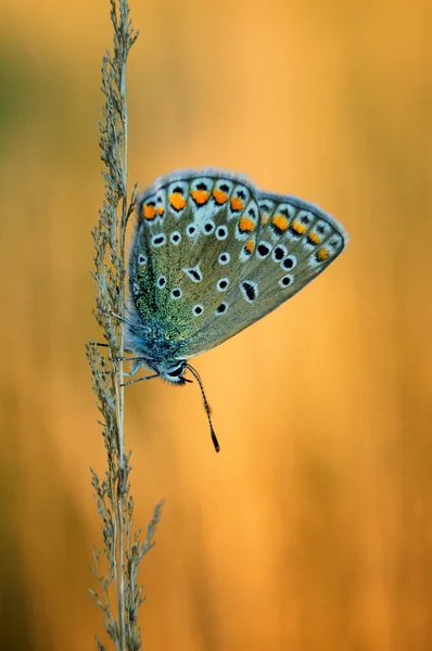 Ίκαρος Polyommatus, κοινή μπλε, είναι μια πεταλούδα στην οικογένεια Lycaenidae. Όμορφη πεταλούδα κάθεται στο λουλούδι. — Φωτογραφία Αρχείου
