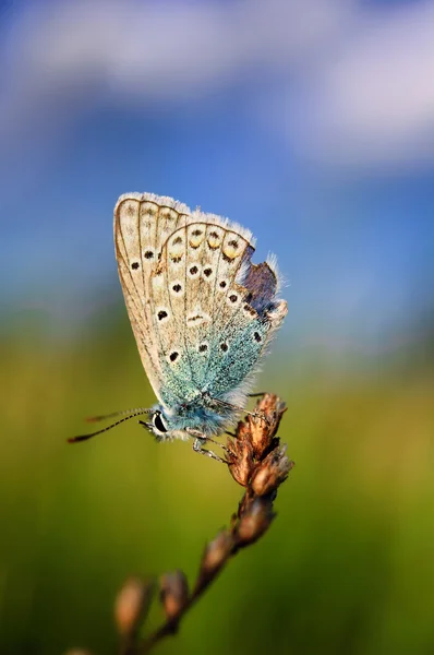 Plebejus idas es una mariposa de la familia Lycaenidae. Hermosa mariposa sentada en el tallo . — Foto de Stock