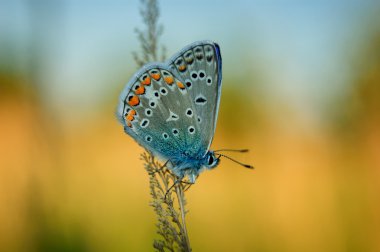 Polyommatus Icarus, Lycaenidae familyasından bir kelebek. Bıçak üzerinde oturan güzel kelebek.