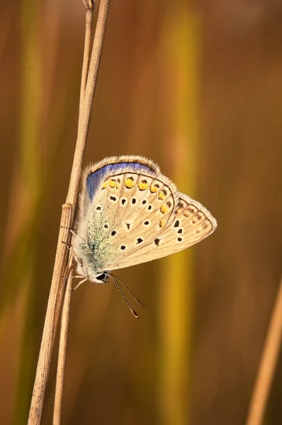 Ο πολυομαμάτης μπέλαργκους, Άδωνις Μπλου, είναι μια πεταλούδα στην οικογένεια Λυκαενίδες. Όμορφη πεταλούδα κάθεται σε λεπίδα του χόρτου. — Φωτογραφία Αρχείου