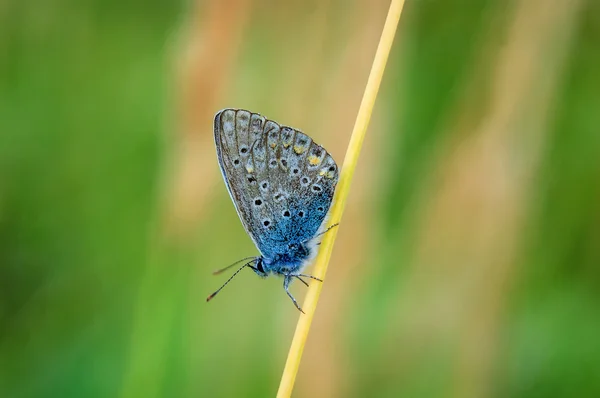 Plebejus idas, idas Blue, egy pillangó a családban Lycaenidae. Gyönyörű pillangó ül a fűszál. — Stock Fotó
