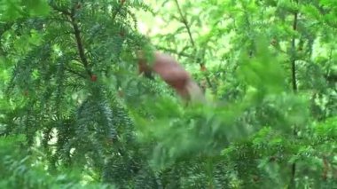  Sincap ortak yeşil orman