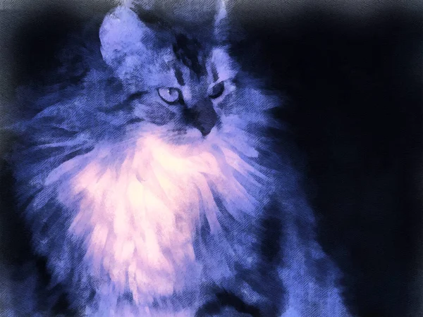 Karanlık arka planda bir kedi. Hayvanların teması üzerine sanatsal çalışma