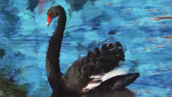湖の上に黒い白鳥 接近中だ 動物をテーマにした芸術作品 — ストック写真
