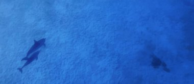 Suyun altında iki yunus. Üst Manzara. Hayvanların teması üzerine sanatsal çalışma