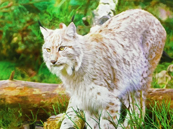 Mooie Lynx Het Bos Artistieke Werkzaamheden Het Thema Dieren — Stockfoto