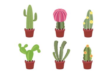 Tatlı kaktüs tencere koleksiyonunda