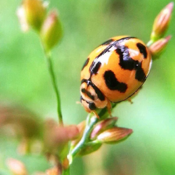 Primer plano pequeña mariquita — Foto de Stock