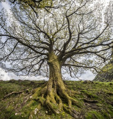 Büyük ağaç, Uplands, İskoçya