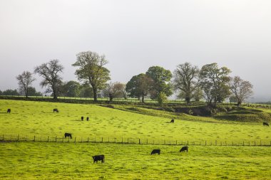 Ağaçlar çim alan, İskoçya