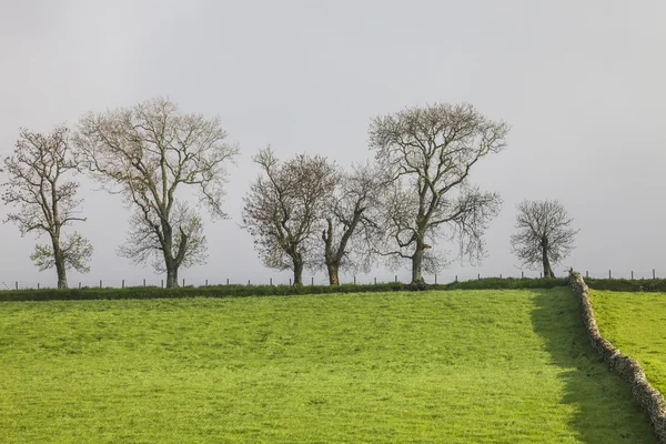 Trees over the Grass Field, Scotland