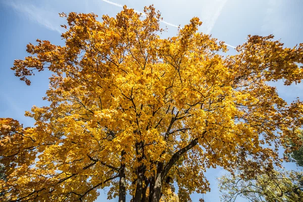 Sárga és narancs ősszel-Park, Varsó, Lengyelország — Stock Fotó