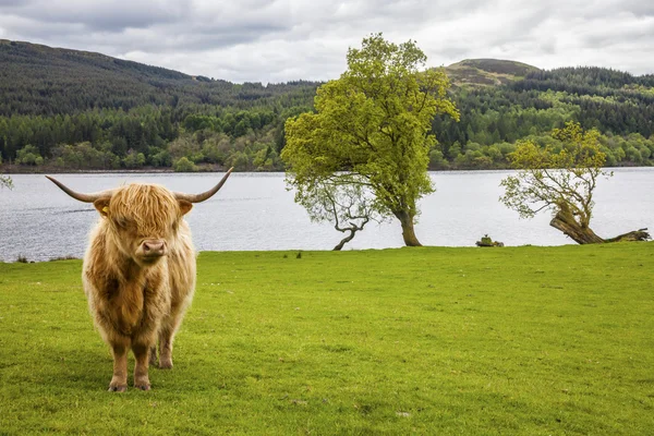 King of the Meadow - Incredible Scottish Cattle — Stock Photo, Image