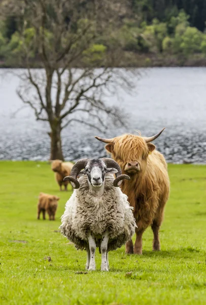 Cuernos y cuernos - Ovejas y bovinos, Escocia Fotos de stock libres de derechos