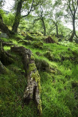 Yeşil, yosunlu orman, İskoçya düşmüş ağaç