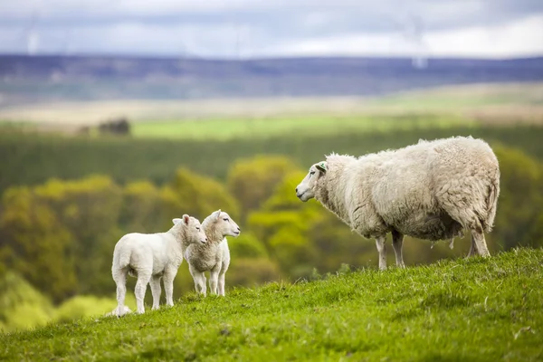 Family on the Meadow - Scottish Sheeps — Stock Photo, Image