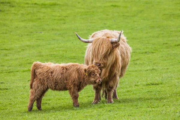 Familjen på ängen - skotska nötkreatur och kalv — Stockfoto