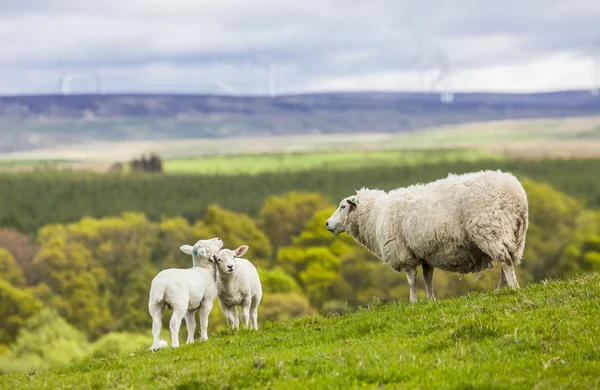 Familia en el prado - ovejas escocesas Fotos de stock libres de derechos