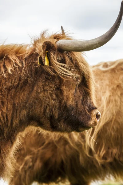 Çayır - inanılmaz İskoç sığır kralı Stok Resim