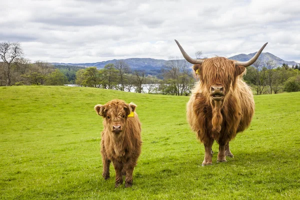Çayır - İskoç sığır ve buzağı üzerinde aile - Stok İmaj