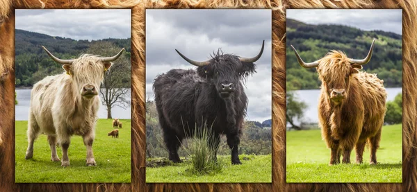 Kung av ängen - otrolig skotska nötkreatur — Stockfoto