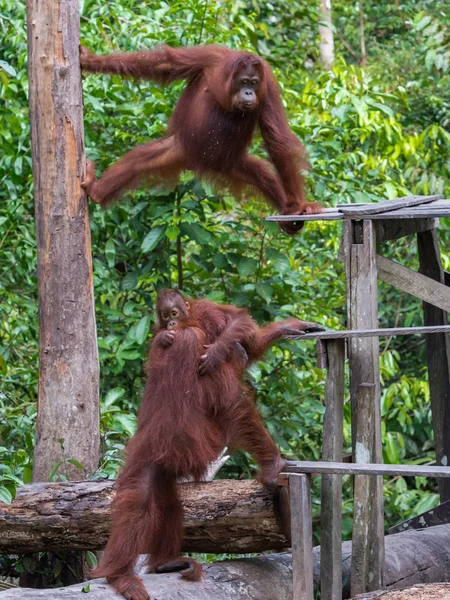 Orangutanlar yemek yeme alanlarının yakınında birbirleriyle iletişim kurarlar.