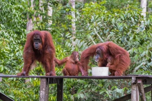 Endonezya ormanlarında bir öğle yemeğinde üç orangutan